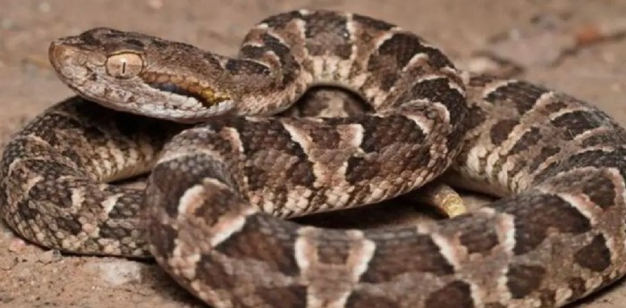 Encontraron una serpiente pitón de dos metros en una casa de La Plata