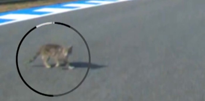 ¡Insólito! Aleix Espargaró casi pisa un gato en MotoGP