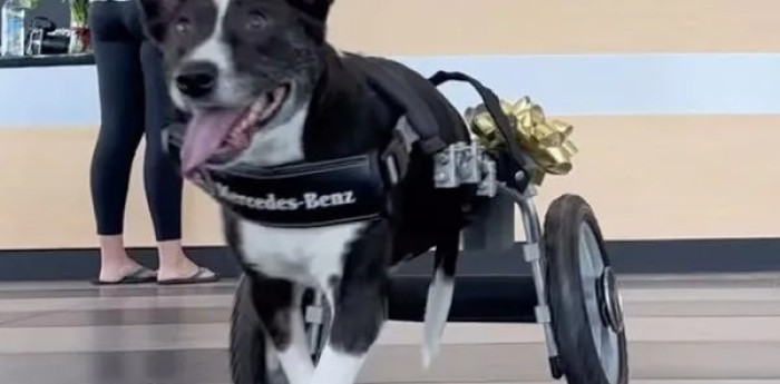 Un perro recibió una silla de ruedas personalizada por Mercedes