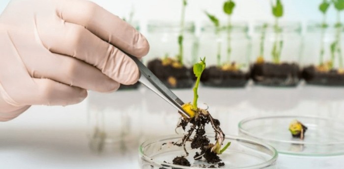 Biotecnología agrícola: cultivos diseñados para resistir el cambio climático