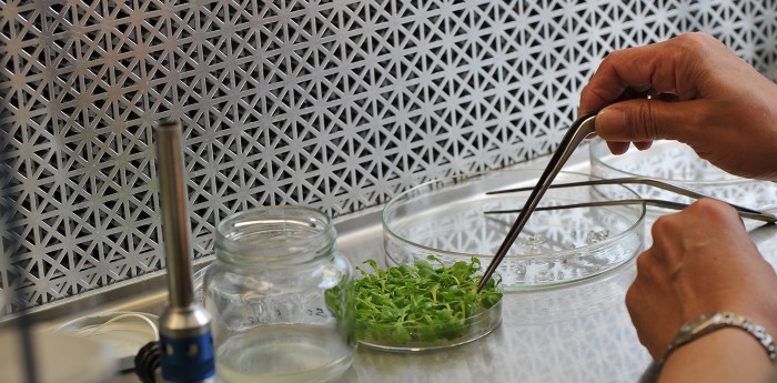 Edición genética y agro: CRISPR en cultivos locales