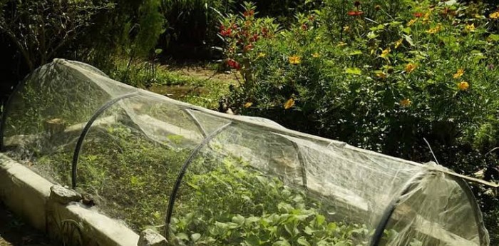 Salud y bienestar: el escudo natural de la huerta local para combatir el invierno