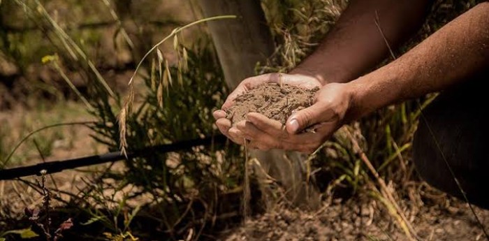 Agricultura regenerativa: por qué cada vez más productores cambian sus prácticas
