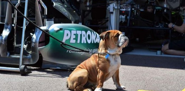 El perro de Hamilton "cobra" más que un piloto de Fórmula 1