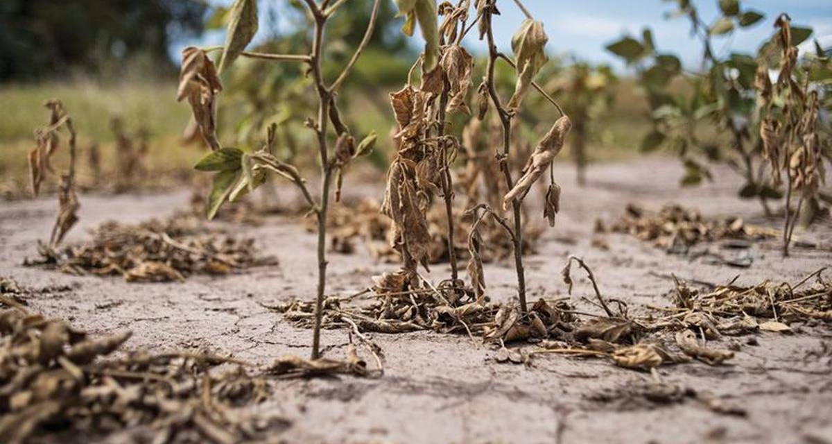 Sequía histórica y ciencia: ¿qué dicen los datos?