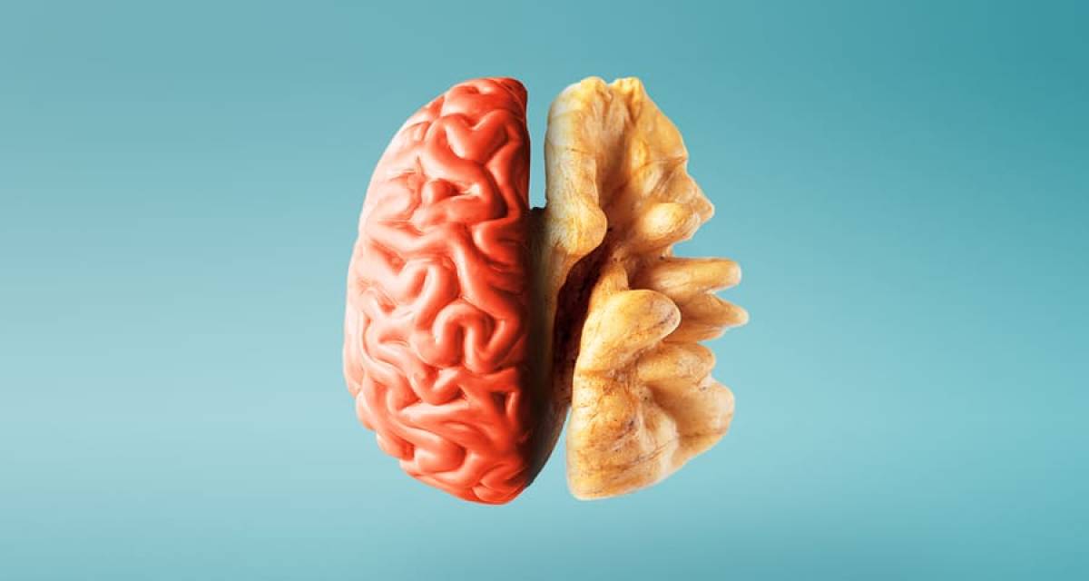 Salud y bienestar: el segundo cerebro: cómo la salud de tu intestino moldea tus emociones y tu mente