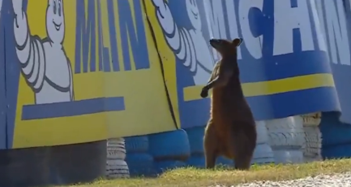 Insólito en Australia: un canguro apareció en la pista y provocó una bandera roja en la práctica de MotoGP