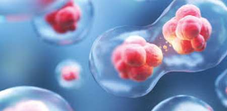 Mini órganos en laboratorio: la biotecnología abre una nueva era en el estudio de enfermedades