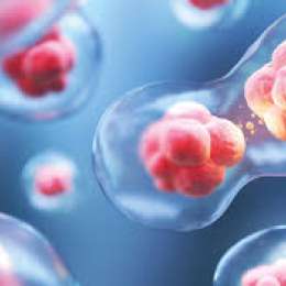 Mini órganos en laboratorio: la biotecnología abre una nueva era en el estudio de enfermedades