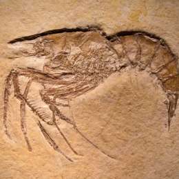 La peleoproteómica: las proteínas que reescriben la historia de la vida