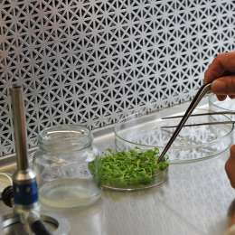 Edición genética y agro: CRISPR en cultivos locales