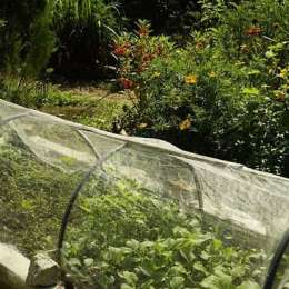 Salud y bienestar: el escudo natural de la huerta local para combatir el invierno