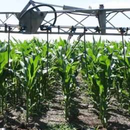 El futuro de los fertilizantes biológicos en el campo argentino: cómo la ciencia busca cambiar la forma de nutrir los cultivos