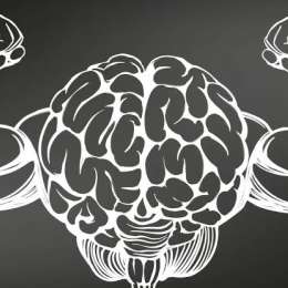Salud y bienestar: el eje intestino-cerebro en el deporte: el rol invisible de la microbiota en el alto rendimiento
