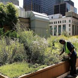 Los techos verdes que empiezan a cambiar el paisaje urbano argentino