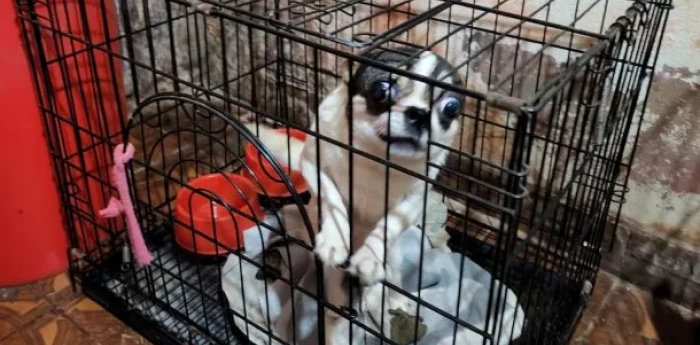 Clausuraron un local ilegal que vendía perros Chihuahua en Villa Crespo