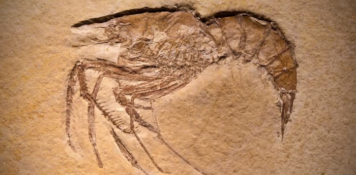 La peleoproteómica: las proteínas que reescriben la historia de la vida