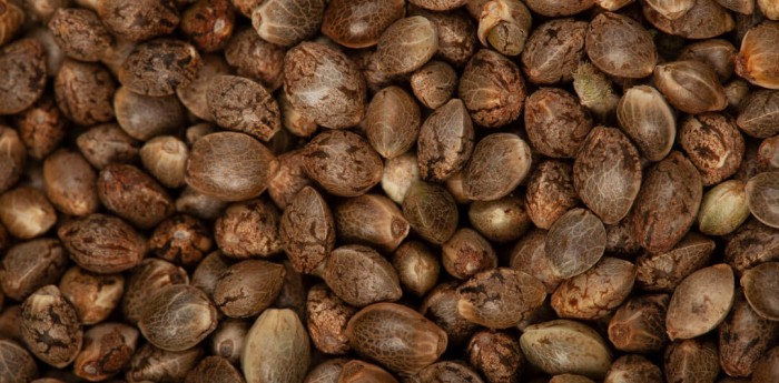 Semillas del futuro: edición genética, regulación y el debate por INTA