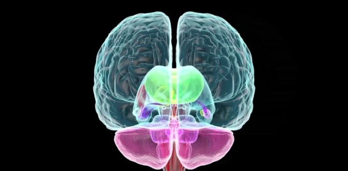 Salud y bienestar: por qué tu "segundo cerebro" define tu estado de ánimo