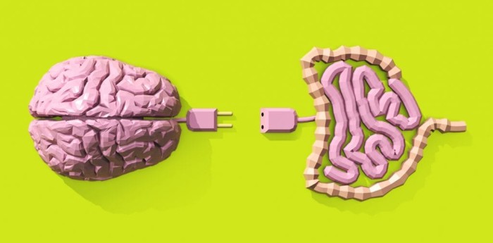 Salud y bienestar: el segundo cerebro: cómo las bacterias del intestino gobiernan la ansiedad y la depresión