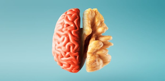 Salud y bienestar: el segundo cerebro: cómo la salud de tu intestino moldea tus emociones y tu mente