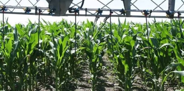 El futuro de los fertilizantes biológicos en el campo argentino: cómo la ciencia busca cambiar la forma de nutrir los cultivos